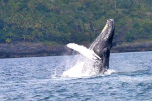 A trip in search of humpback whales