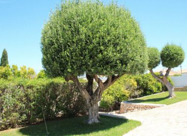 Villa in Benissa (Costa Blanca), buy cheap - 699 000 [67346] 6